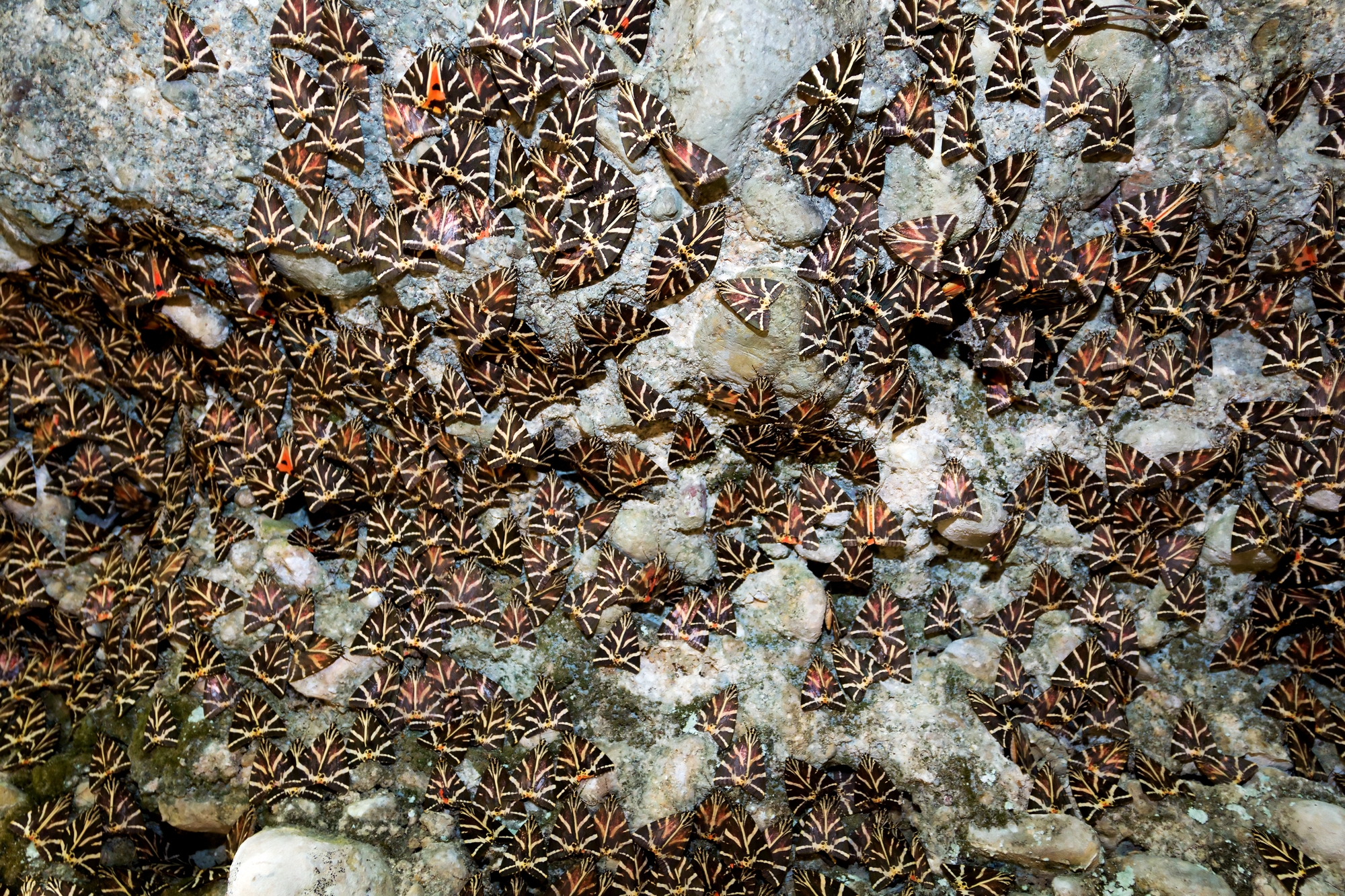 Motýlí údolí, přírodní rezervace, Rhodos Motýlí údolí, přírodní rezervace, Rhodos.jpg